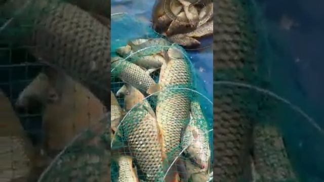 Шардара рыбалка 23.10.2020 смотреть онлайн