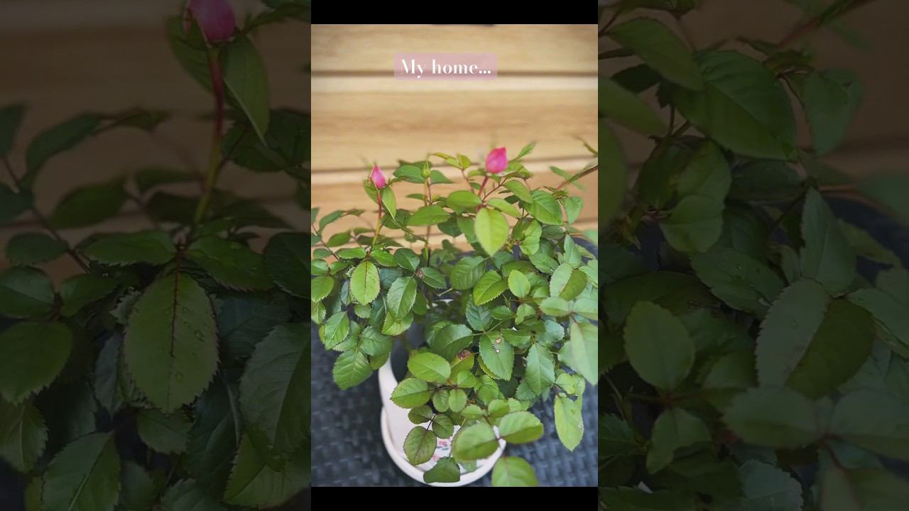 Роза расцвела … #лето#home#домашнийвлог#дом#розы #башкирия #природа #деревня #обзор смотреть онлайн