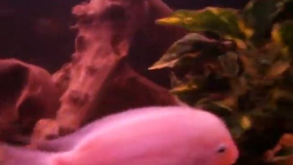 мои цихлиды 360л