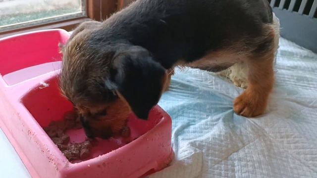 Тбилиси 🇬🇪 Грузия Приют Тамаза Элизбарашвили 🐕 💌 🍀 🙏 Paypal : Elizbarashvilidog@yahoo.com смотреть онлайн