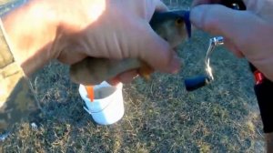 Бомбарда или попла поппер.Обзор и применение.