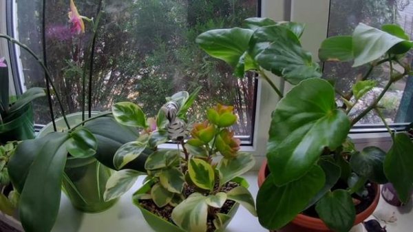 Немножко о комнатных цветах