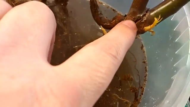 Посадка РОЗЫ в феврале.ТРЕЩИНА.Пытаюсь СПАСТИ. Эксперимент. смотреть онлайн