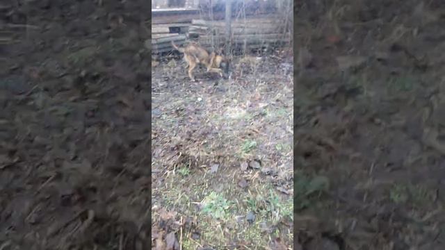 азарт голландська я вівчарка смотреть онлайн