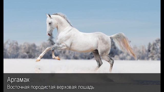 Аргамак. Толковый Видеословарь русского языка смотреть онлайн
