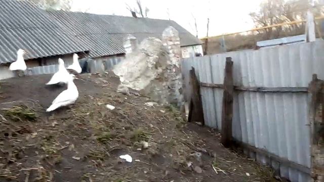 Огурцы//теплица//ремонт мотоблока//хозяйство смотреть онлайн