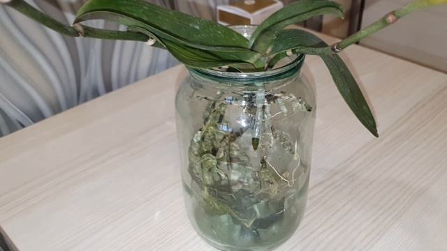 Орхидея в ПУСТОЙ БАНКЕ 🙃 Наблюдаем смотреть онлайн