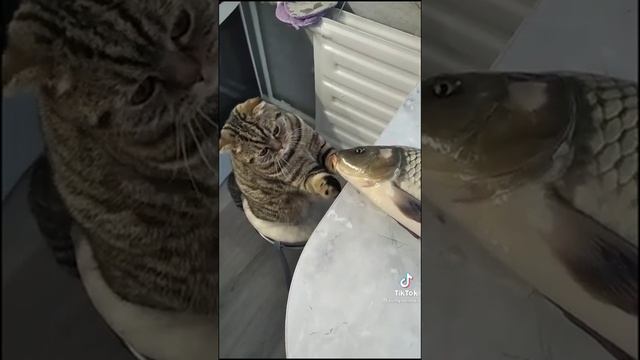 Кот дружит с рыбкой. ПОЦЕЛУЙ смотреть онлайн