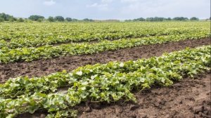 ДЫНЯ КАРАМЕЛЬ - СКОРОСПЕЛЫЙ УСТОЙЧИВЫЙ К ПЕРЕУВЛАЖНЕНИЮ ПОЧВЫ СОРТ