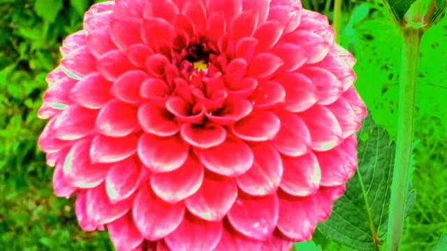 Георгины. Георгин шаровидный Mary's Jomanda. Dahlias. Dahlia. Dahlien. Dahlie Mary's Jomanda.