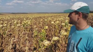 Участок гибридизации подсолнечника БЕРЕКЕТ под ЕвроЛайтнинг. 0675605115