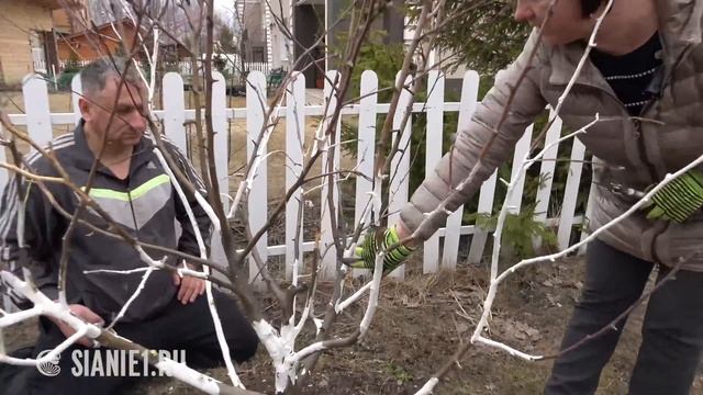 Обрезка яблонь весной смотреть онлайн