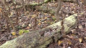 КАКАЯ КРАСОТА! ГРИБЫ ВЁШЕНКИ ПОШЛИ, ХОТЬ НА ЛУЖАХ ЛЁД! По грибы в яблочный сад!