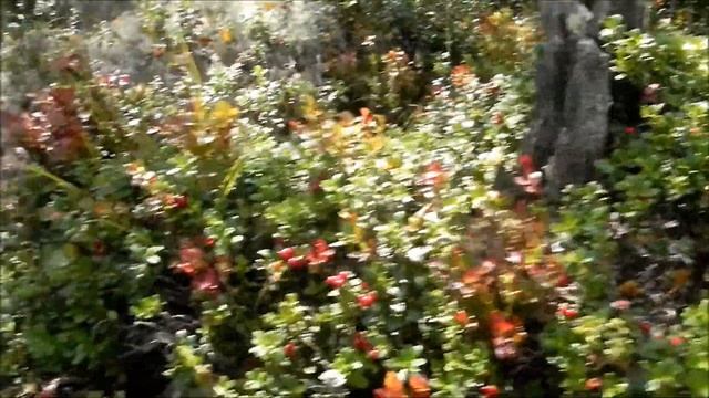 Picking lingon by berry rake, combs 2014 смотреть онлайн