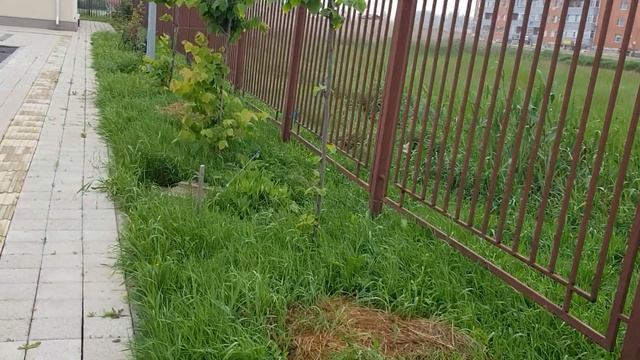 Зацвели розы - шраб Вестерленд и Блек Мэджик ( Черная Магия) чайно- гибридная - робкое начало 24.05 смотреть онлайн