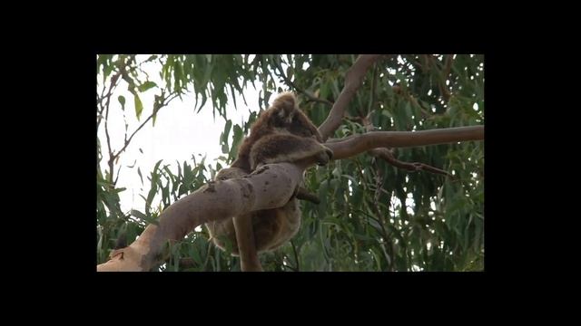 Interesting Facts About Koalas смотреть онлайн