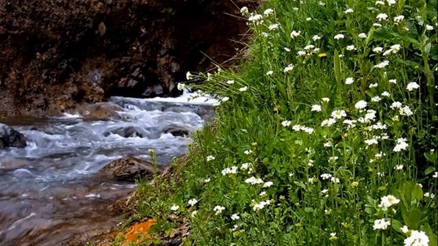 Звуки, Леса, Снятия, Стресса(Спокойная Музыка Пение Птиц)5 смотреть онлайн