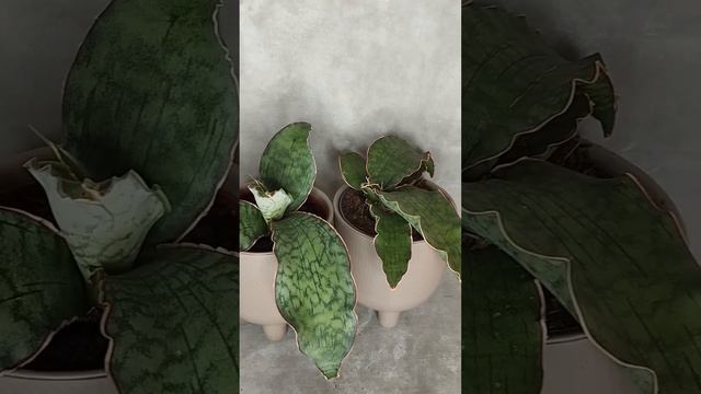 Комнатные растения. Сансевиерия кирки блю смотреть онлайн