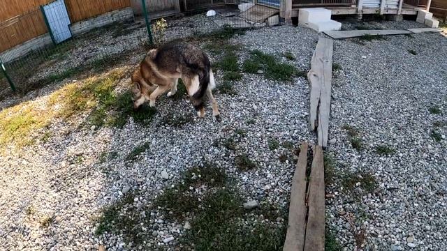 ВОЛКОСОБ, НЕ ЖЕЛАНИЕ ПОДЧИНЯТЬСЯ В КРОВИ !!!! Оскал волка/клыки волка/волк атакует. смотреть онлайн