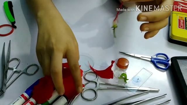 Dissecting a hibiscus flower 🌺 #like #subscribe #instagram #youtube #bhfyp #love #youtuber #study смотреть онлайн