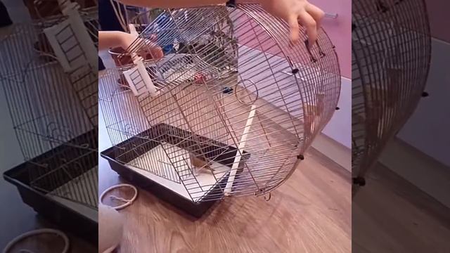 BIRD.Амадины(КАК ПЕРЕСЕЛИТЬ В ДРУГУЮ КЛЕТКУ ?) смотреть онлайн
