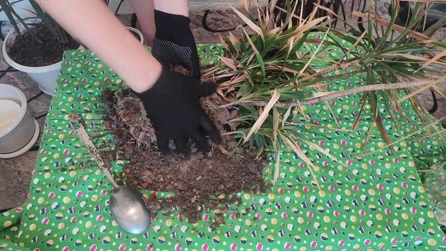 Драцена. Реанимация драцены. Уход в домашних условиях. Сохнут кончики листьев