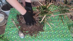 Драцена. Реанимация драцены. Уход в домашних условиях. Сохнут кончики листьев