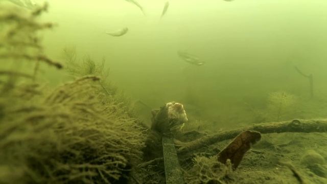 Раки на Тухлое Мясо! Приманка для раков. Подводная съемка смотреть онлайн