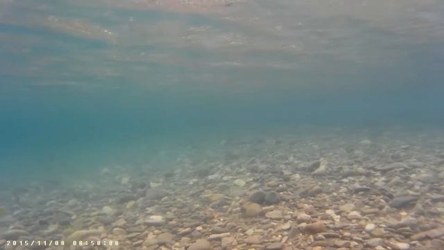 Кефаль в реке смотреть онлайн