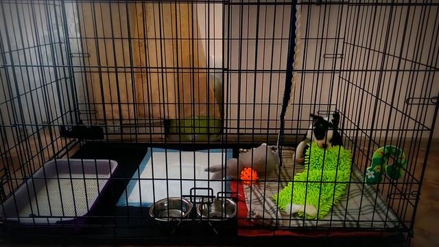 Бостон-терьер БО. Первый день дома смотреть онлайн