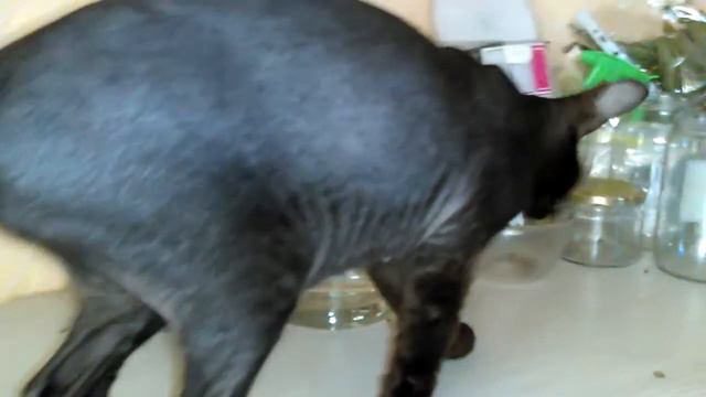 кошка сфинкс смотреть онлайн