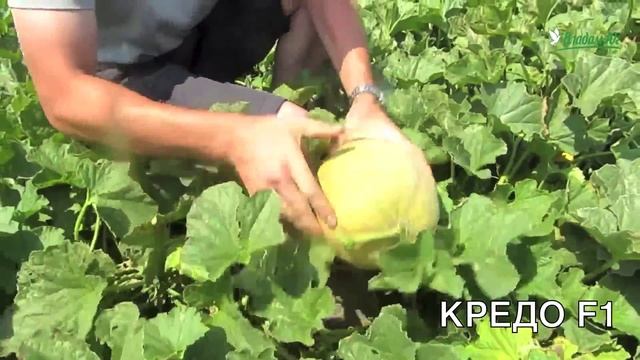 Новинка: гибрид ранней дыни - КРЕДО F1 смотреть онлайн