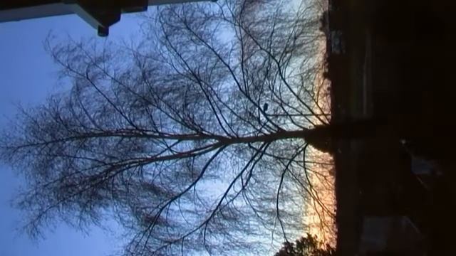 Time Lapse Tree (Samsung SMX-C20BP Memory Cam) "test" смотреть онлайн