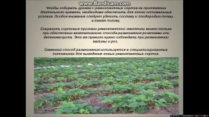 Что такое ремонтантный сорт?