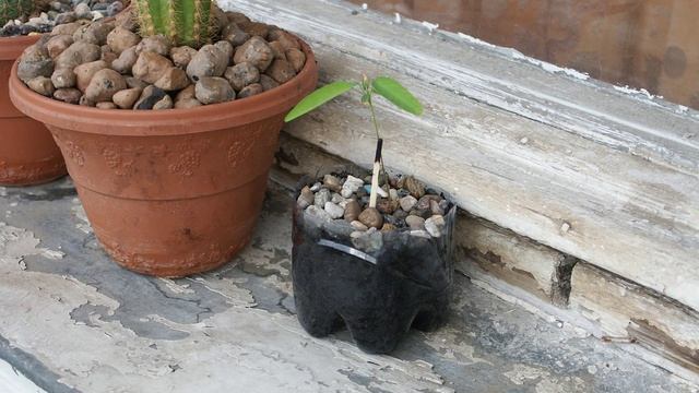 Desmodium gyrans in action смотреть онлайн