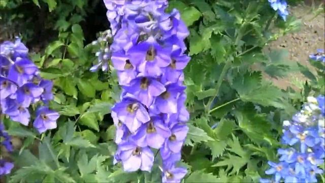 Дельфиниумы смотреть онлайн