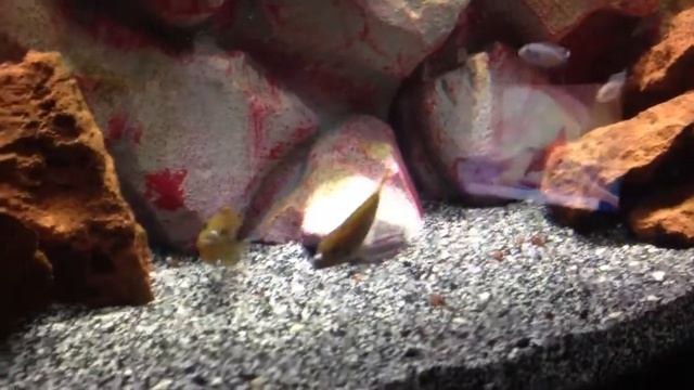 Iodotropheus sprengarae fighting смотреть онлайн