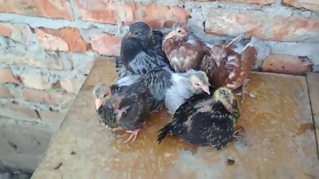 Голуби во дворе и в огороде соседей смотреть онлайн