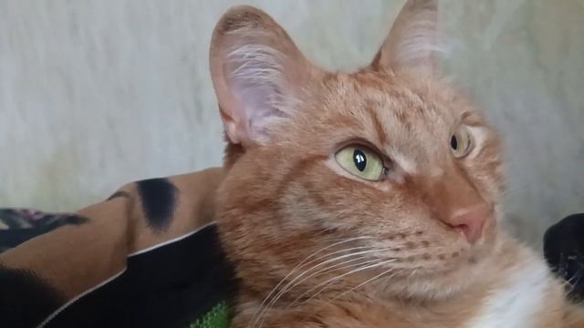 Кот смотрит в окно