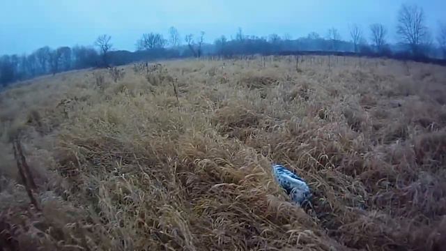 11/22/13 - Flushing a Ringneck in slow motion with English Setter rescue dogs смотреть онлайн
