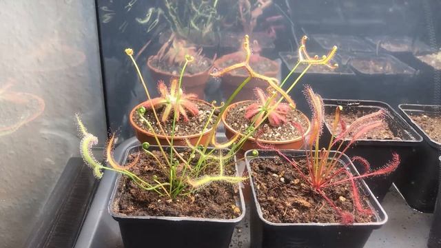 FAST Growing Carnivorous Sundews Time Lapse смотреть онлайн