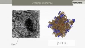 Строение клетки | Биология 10 класс #11 | Инфоурок