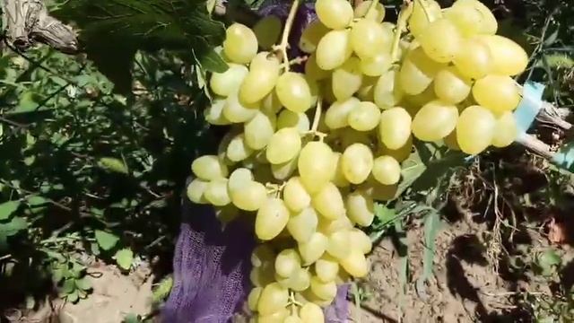 Новая форма ультра раннего винограда 2020г кишмиш моей селекции Алекс Виноградник Щереденкова В. А смотреть онлайн