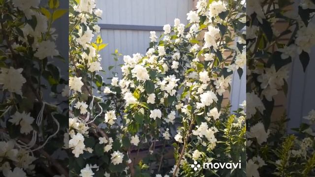 Жасмин " ЗОЯ КОСМОДЕМЬЯНСКАЯ" смотреть онлайн