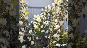 Жасмин " ЗОЯ КОСМОДЕМЬЯНСКАЯ"