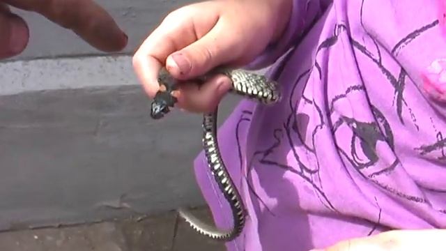 Девочки приручили ужа смотреть онлайн