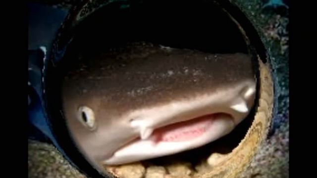 Акула.Рифовая акула. смотреть онлайн