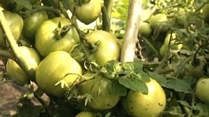 Удачный томат для открытого грунта: сорт Дубок