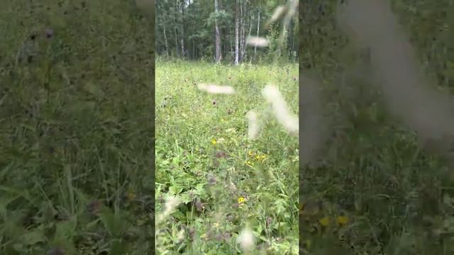 Выгнали нас с пчёлами из дому 04 июля 2022 года смотреть онлайн