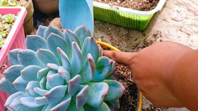 Huge Echeveria Orange Monroe In Lowland😯 Reppoting Time!!!